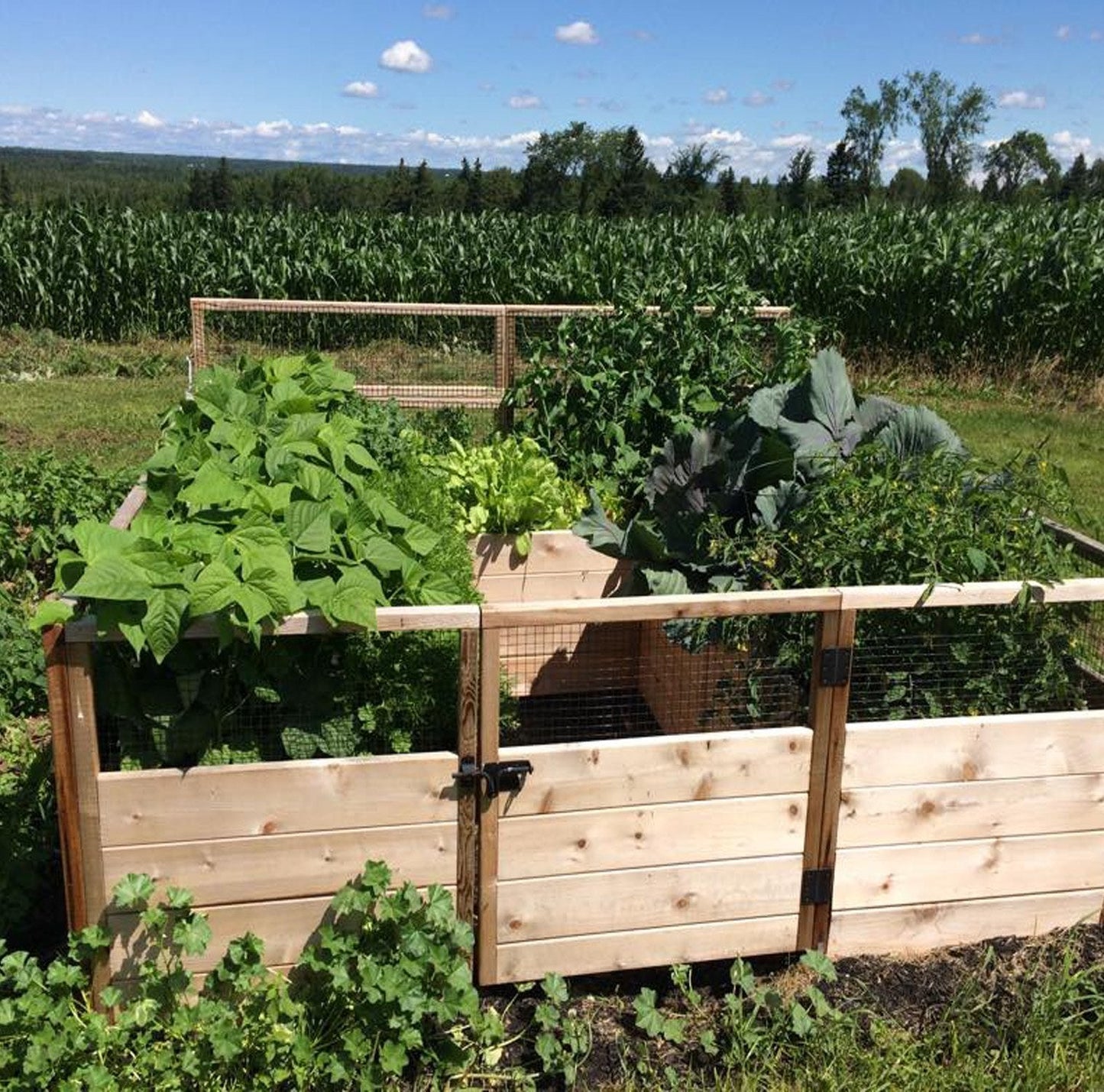 Outdoor Living Today Garden in a Box | 8 x 8